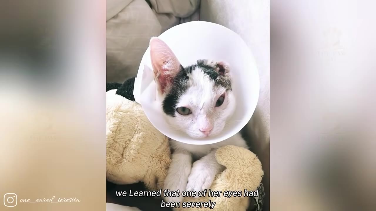 A close-up of a white and black cat wearing a white plastic medical cone around its neck, looking forward with a sad expression.