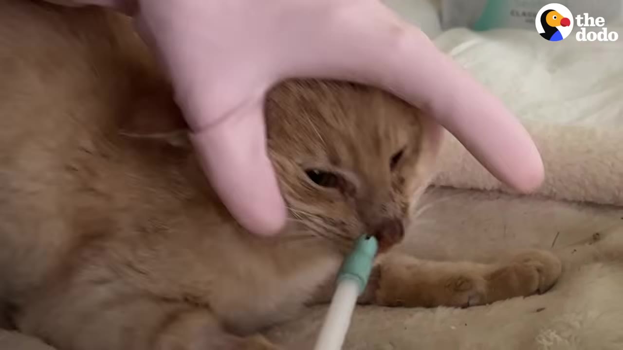 A close-up shot of an orange cat being gently held by a person wearing a pink glove while receiving veterinary care.