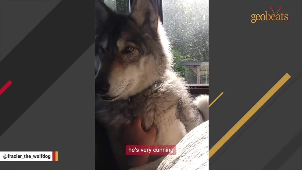 A close-up of a wolfdog with thick grey and white fur, looking alertly to the side with intelligent eyes as a hand gently pats its chest.