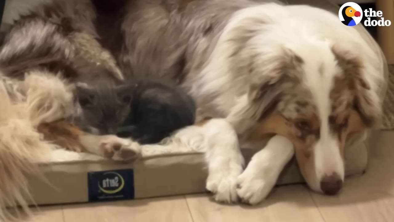 A large fluffy dog rests on a pet bed with a small grey kitten sleeping beside her.