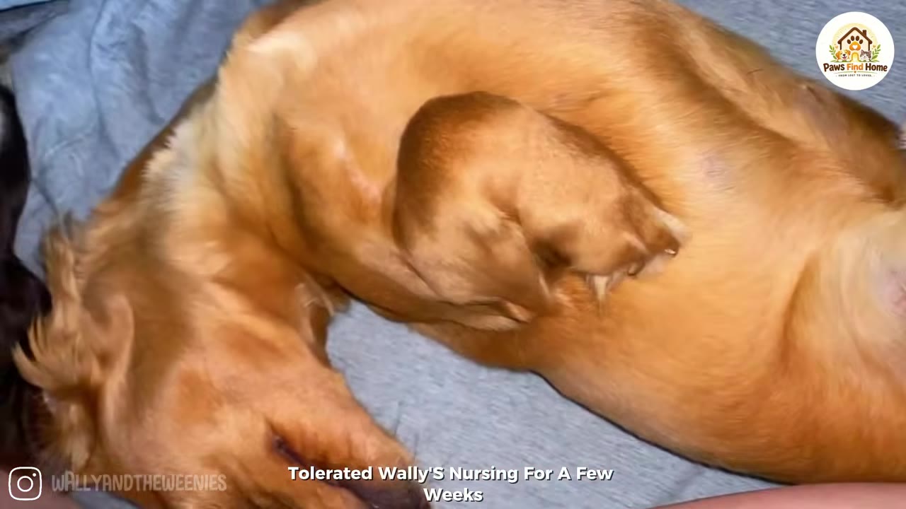A close-up of a light brown dachshund lying on its back on a grey blanket, with text at the bottom reading 'Tolerated Wally's Nursing For A Few Weeks'.