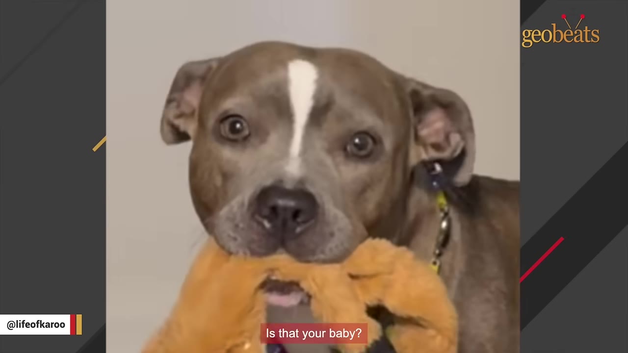 A close-up of a brown and white pit bull-type dog holding a soft orange plush toy in its mouth.
