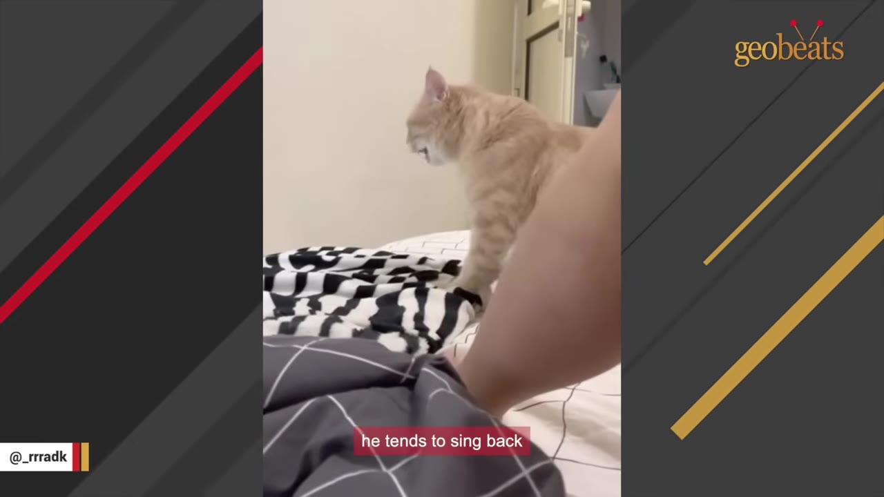 An orange cat stands on a bed with its mouth open as if singing, with text overlay reading 'he tends to sing back'.
