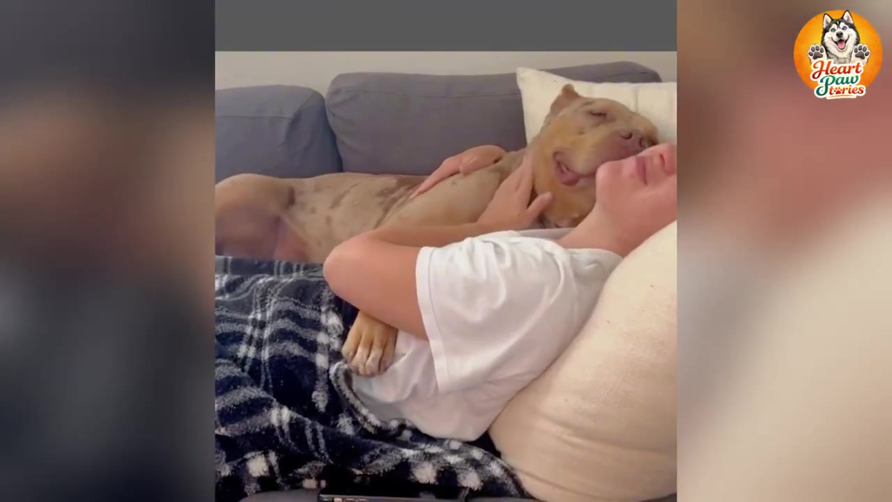 A light brown dog lies comfortably on a grey couch next to a person, resting its head on a white pillow while being gently petted.