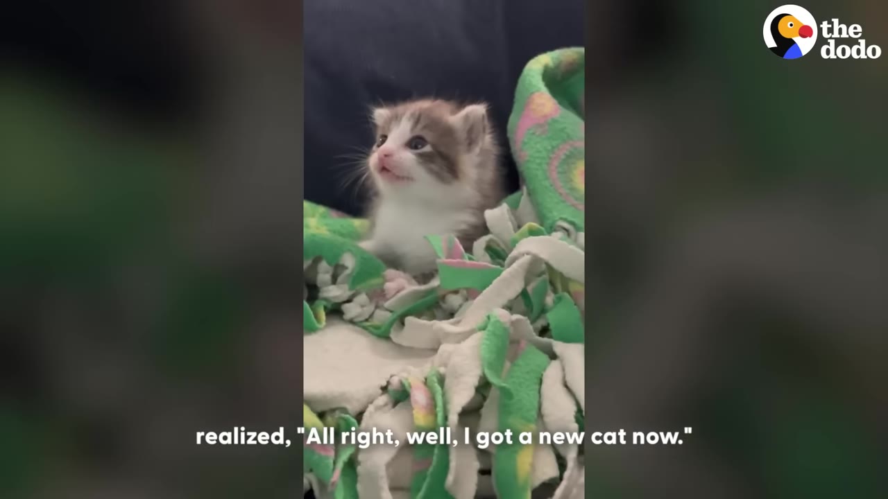 A small, fluffy brown and white kitten sitting in a green patterned blanket, looking up with its mouth slightly open.