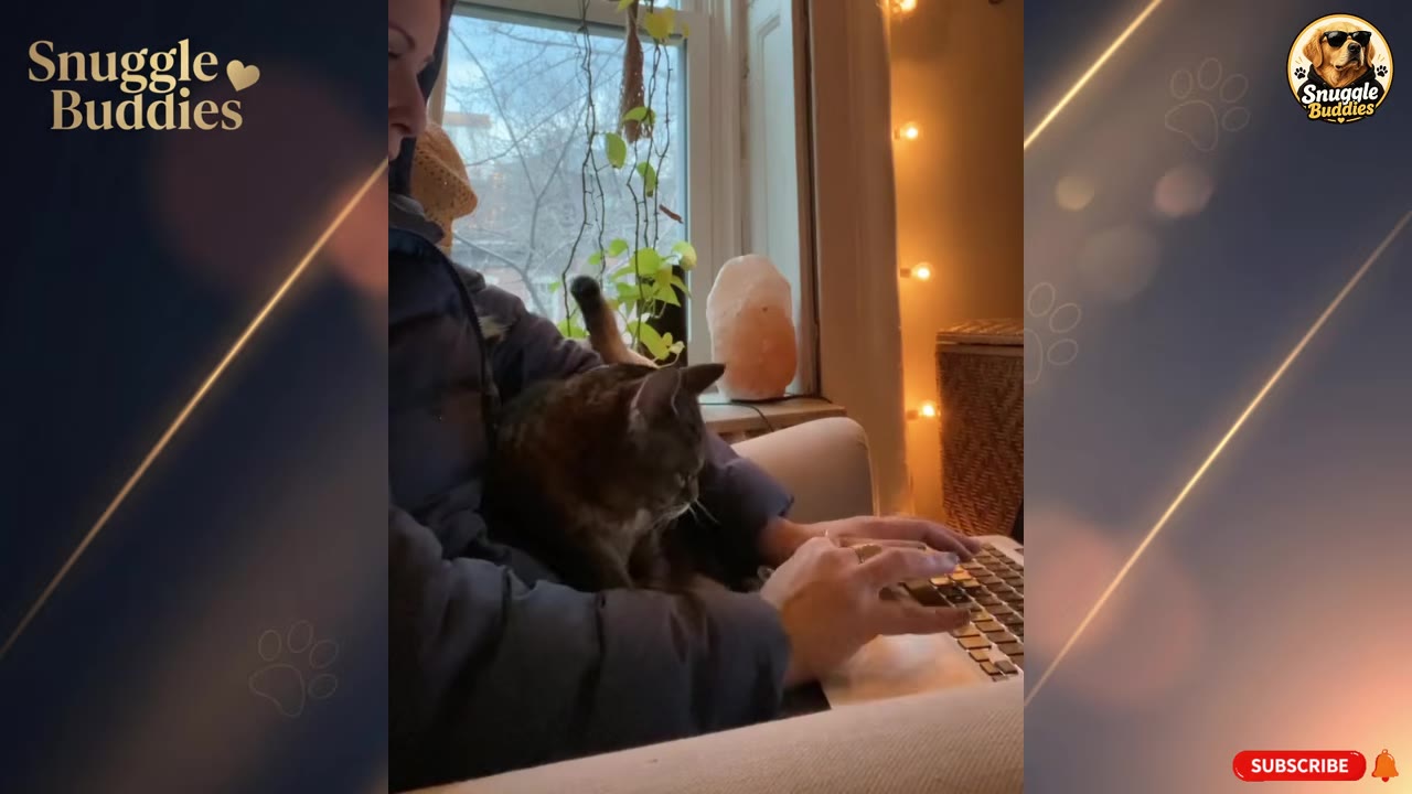 A tabby cat sits comfortably on a person's lap as they type on a laptop near a window.