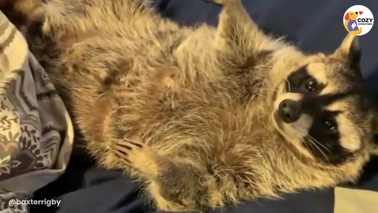 A fluffy raccoon lying on its back on a dark blue blanket, looking directly at the camera.