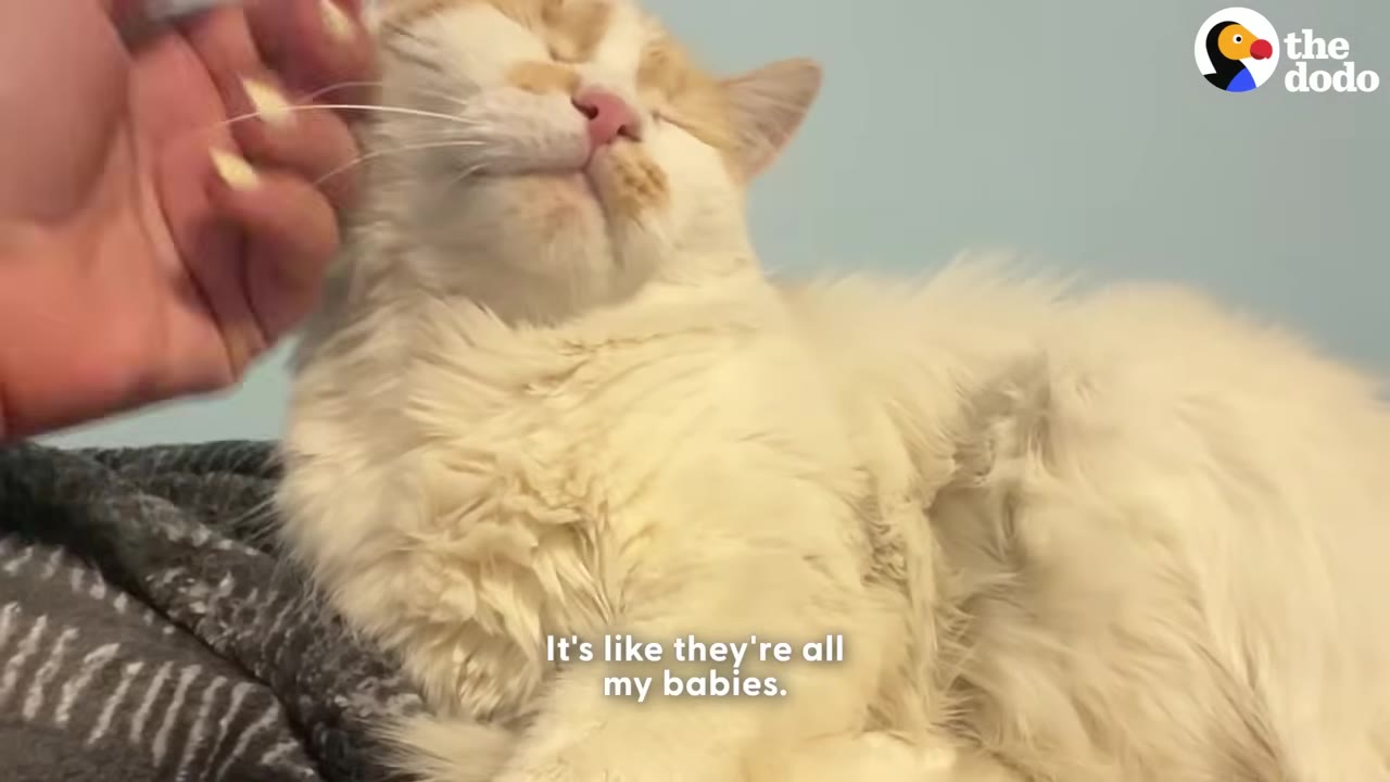 A fluffy white and orange cat closes its eyes in contentment while being gently petted under the chin by a person's hand.