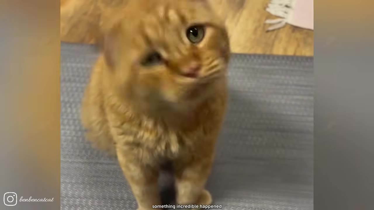 An orange tabby cat with a sweet, slightly tilted head expression looks up at the camera while standing on a grey mat.