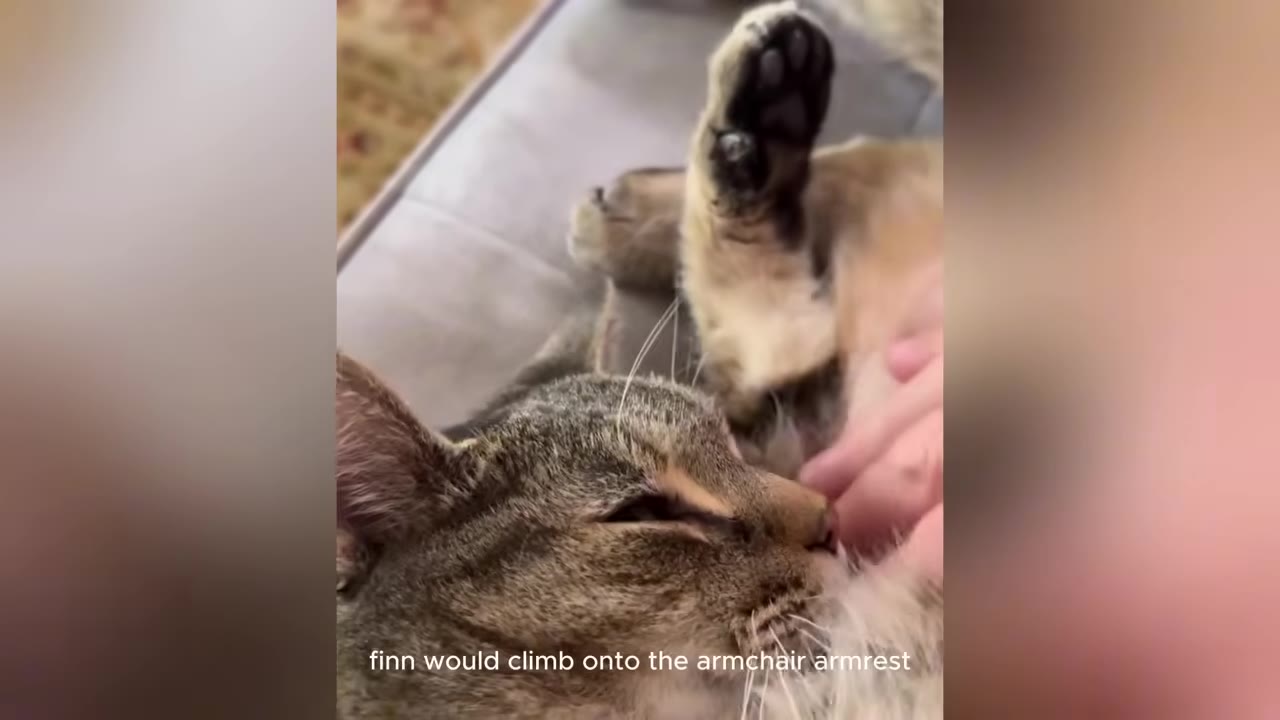 A close-up shot of a tabby cat lying peacefully on a grey armchair while being gently petted.