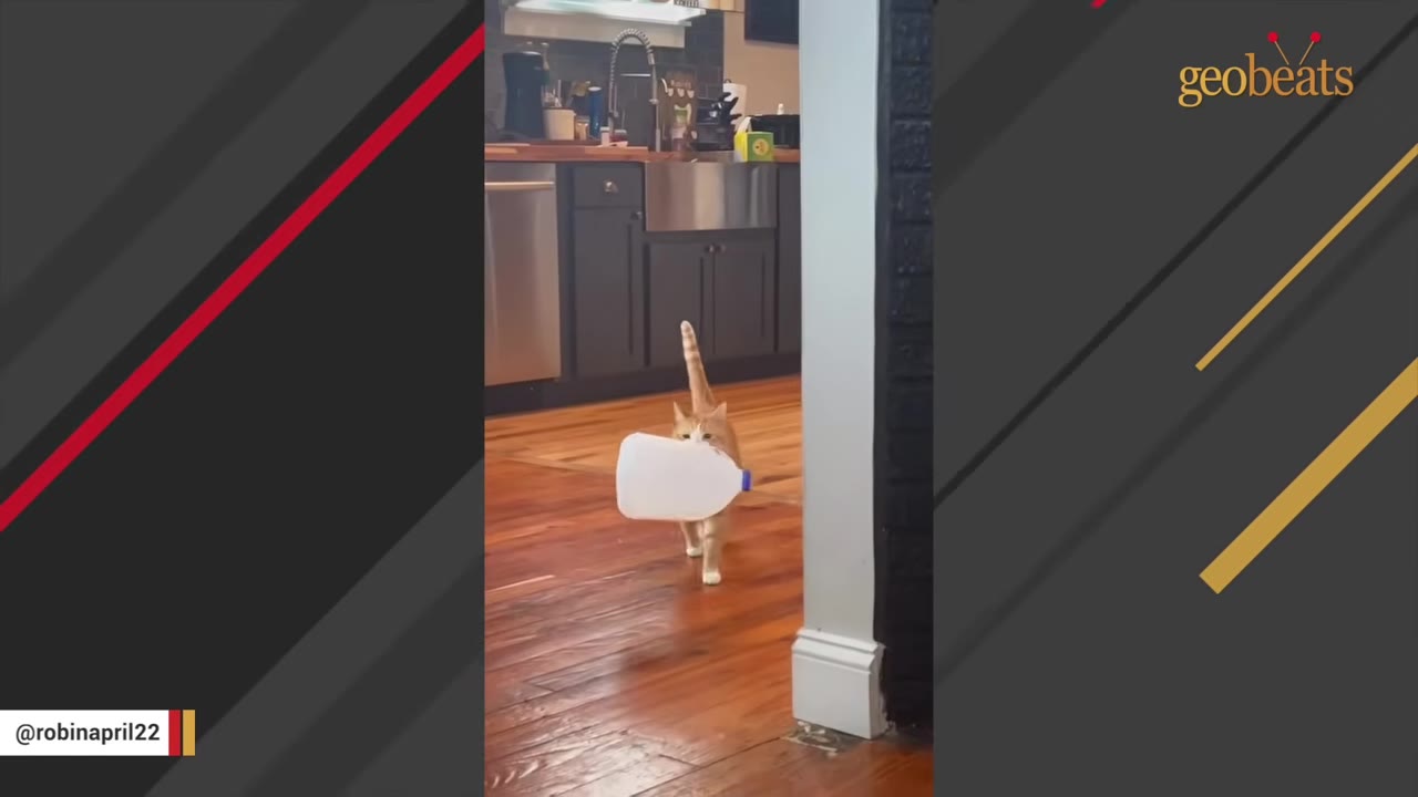 An orange tabby cat walks across a wooden floor carrying a large, empty white plastic milk jug in its mouth.
