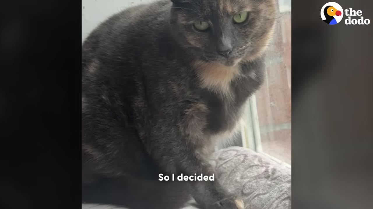 A tortoiseshell cat with green eyes sits indoors on a cushion near a window.