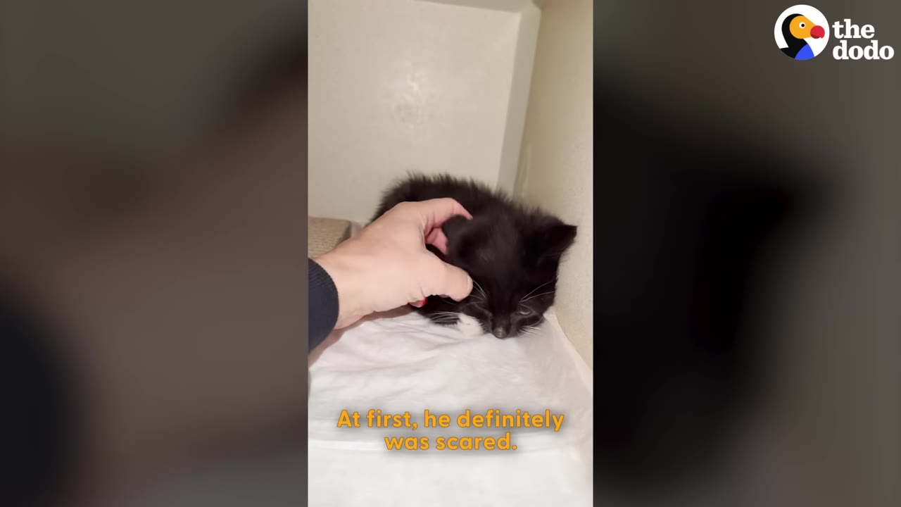 A small black and white kitten huddles in the corner of a white enclosure as a hand gently pets its head, with the subtitle 'At first, he definitely was scared.' visible at the bottom.