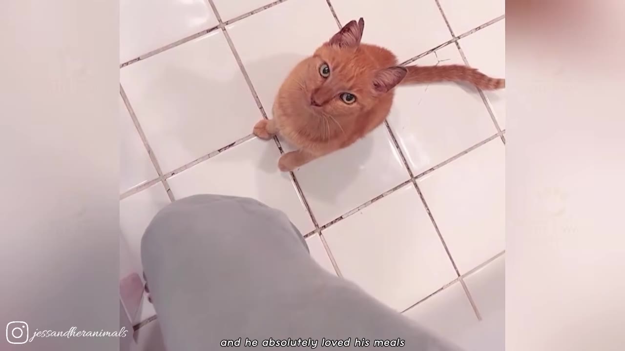 An orange cat sits on a white tiled floor, looking directly up at the camera next to a person's leg.