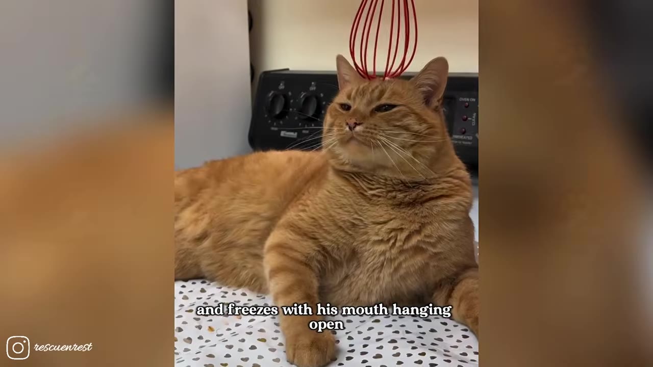 An orange tabby cat lying down with a red wire head massager resting on its head.