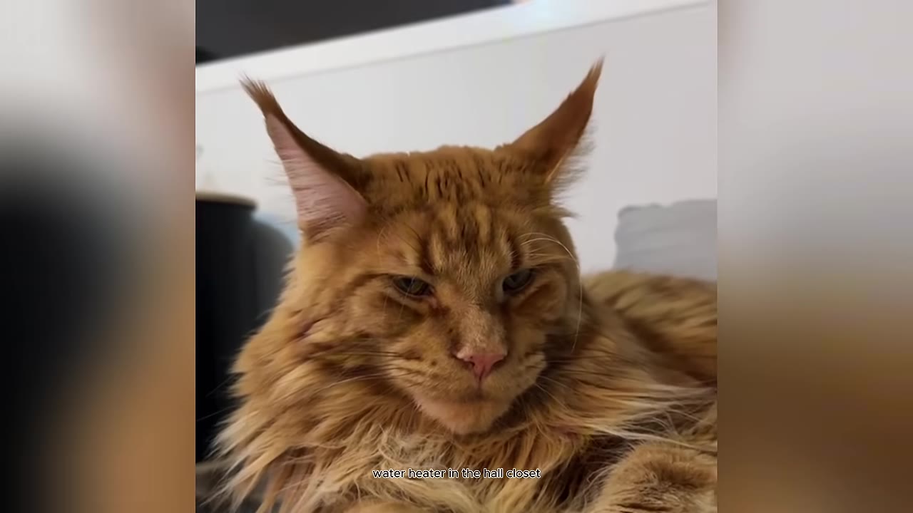 A close-up shot of a large, fluffy orange Maine Coon cat looking forward with a calm expression, with subtitle text at the bottom reading 'water heater in the hall closet'.