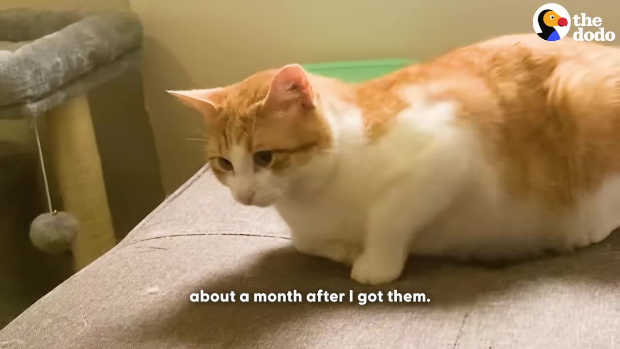 An orange and white cat sits on a grey couch, looking forward with wide eyes.