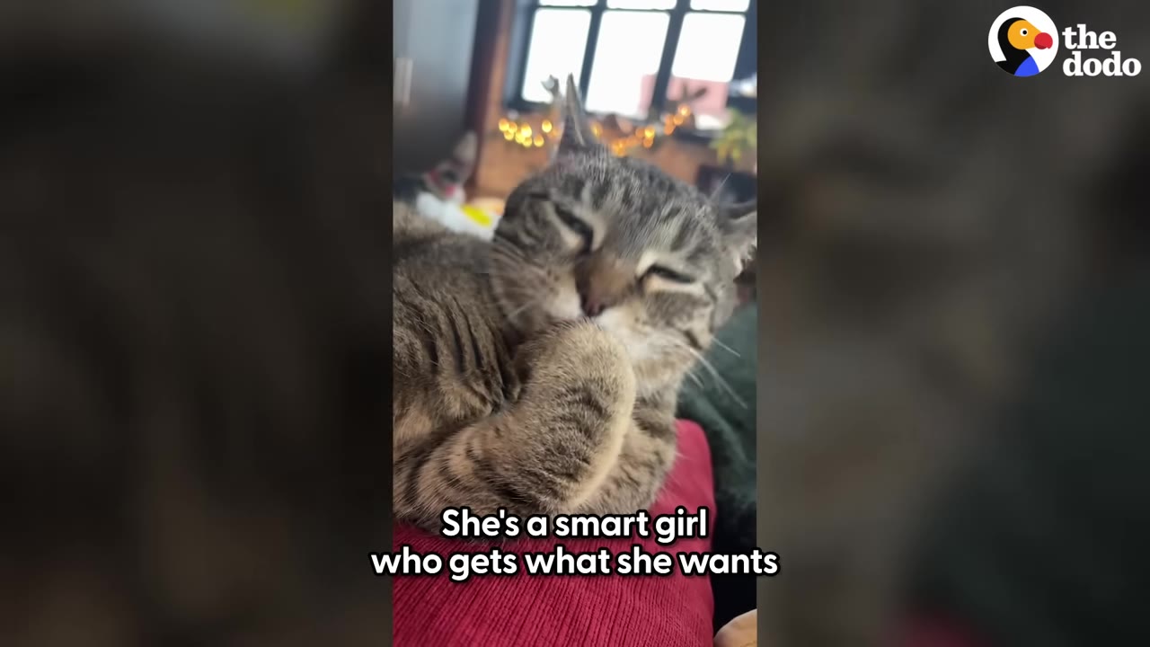 A close-up of a tabby cat resting its chin on its paw with its eyes closed, with text overlay reading 'She's a smart girl who gets what she wants'.