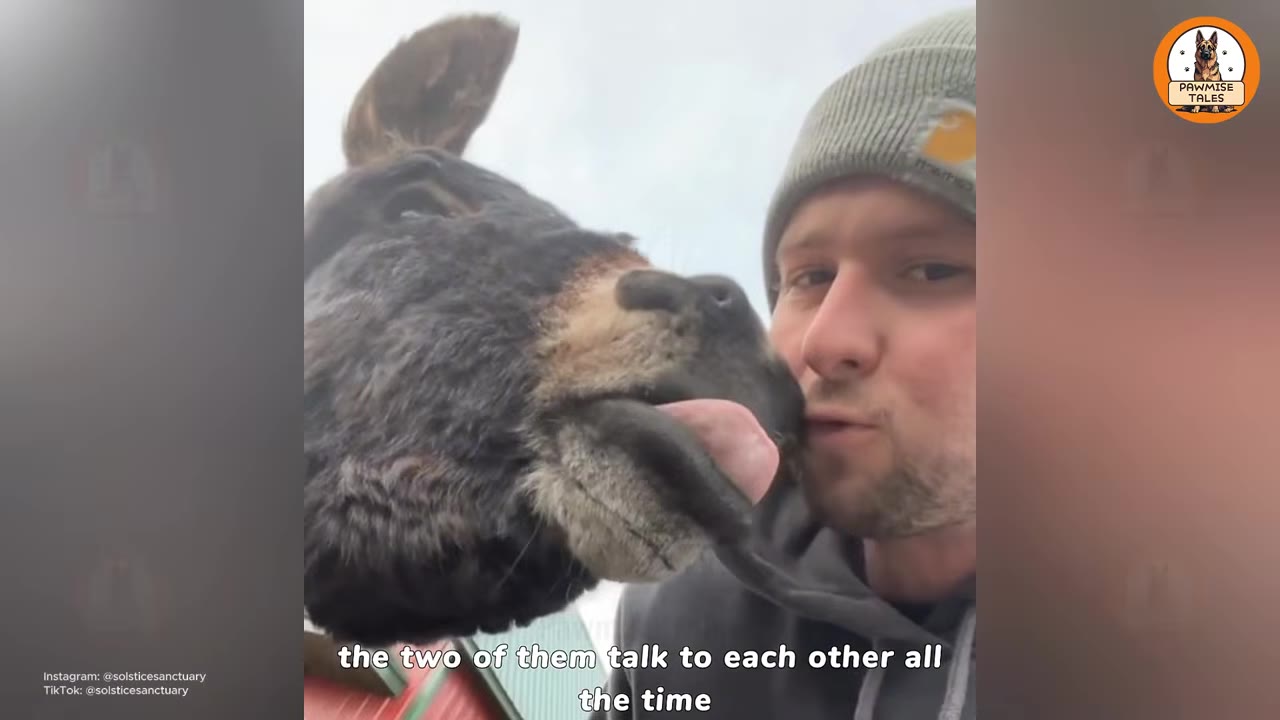 A close-up shot of a donkey licking the cheek of a man wearing a grey beanie.