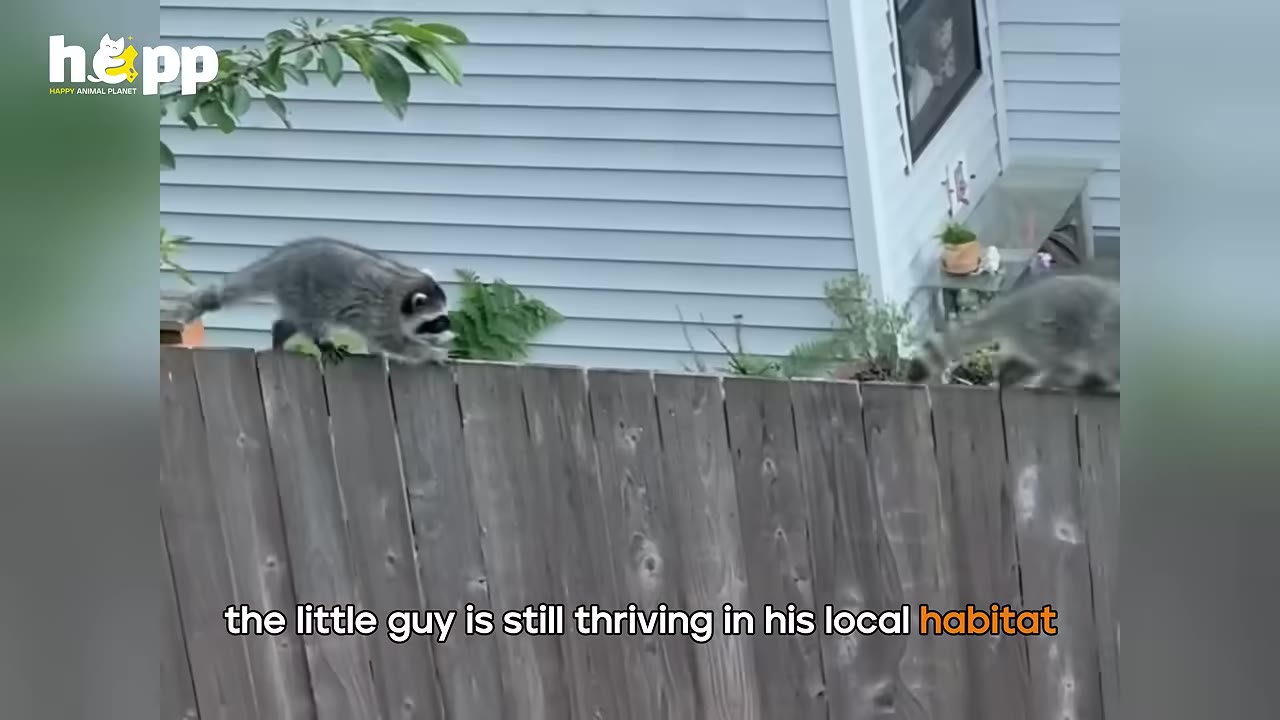 A raccoon walks along the top of a wooden fence in front of a house.