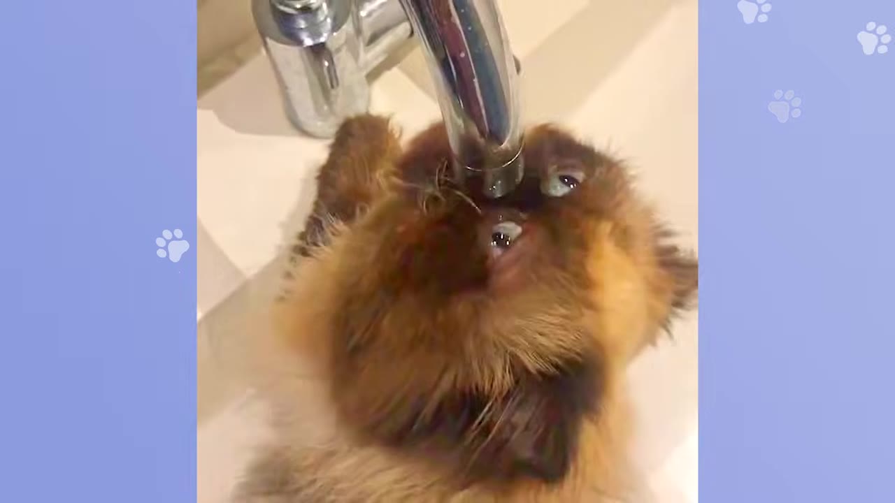 A fluffy brown and black cat lies on its back in a white sink, drinking water directly from a silver tap faucet.