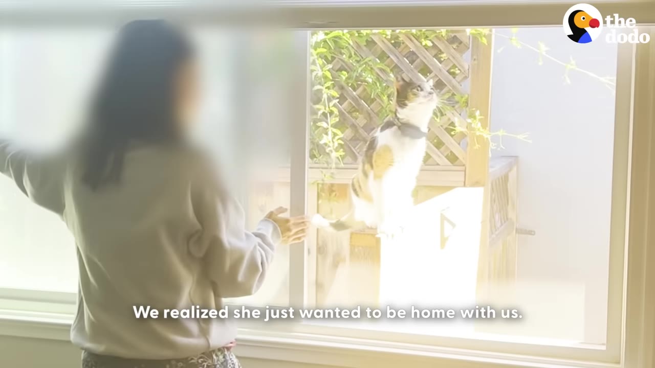 A calico cat wearing a collar sits outside a window, looking up at a person inside who is opening the window.