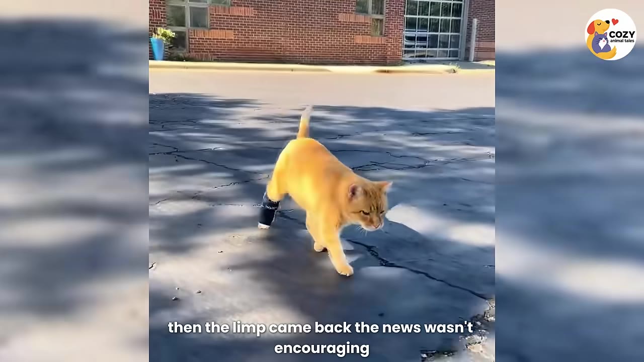 An orange cat walking on pavement with a black brace on its rear leg.