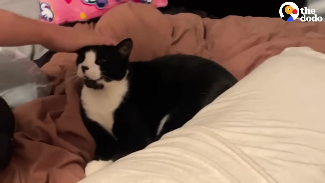 A black and white cat named Oreo lies on a bed with brown sheets and a white pillow, looking content as a human hand gently pets his head.
