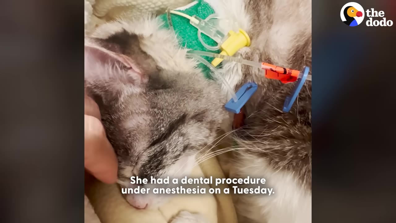 A close-up shot of a grey and white cat lying down with medical tubes and IV lines attached to its neck and back.