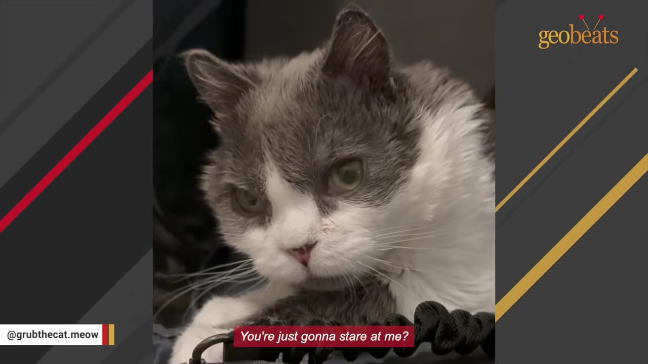 A close-up portrait of a grey and white cat looking forward.
