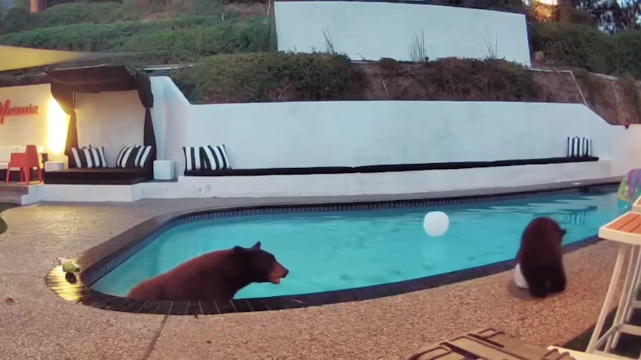 A large brown bear swims in a backyard pool while a tiny bear cub sits on the concrete deck nearby.
