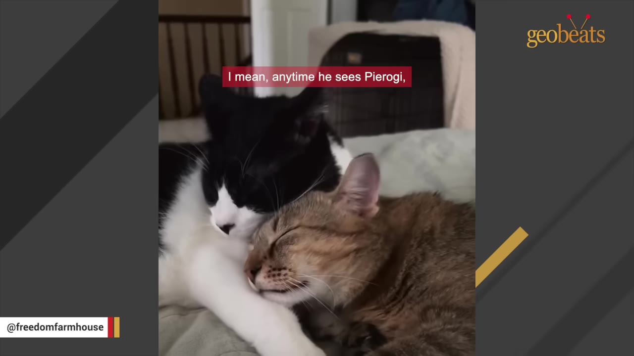 A black-and-white cat and a brown tabby cat cuddle closely together on a bed, with the tabby resting its head affectionately against the other cat.