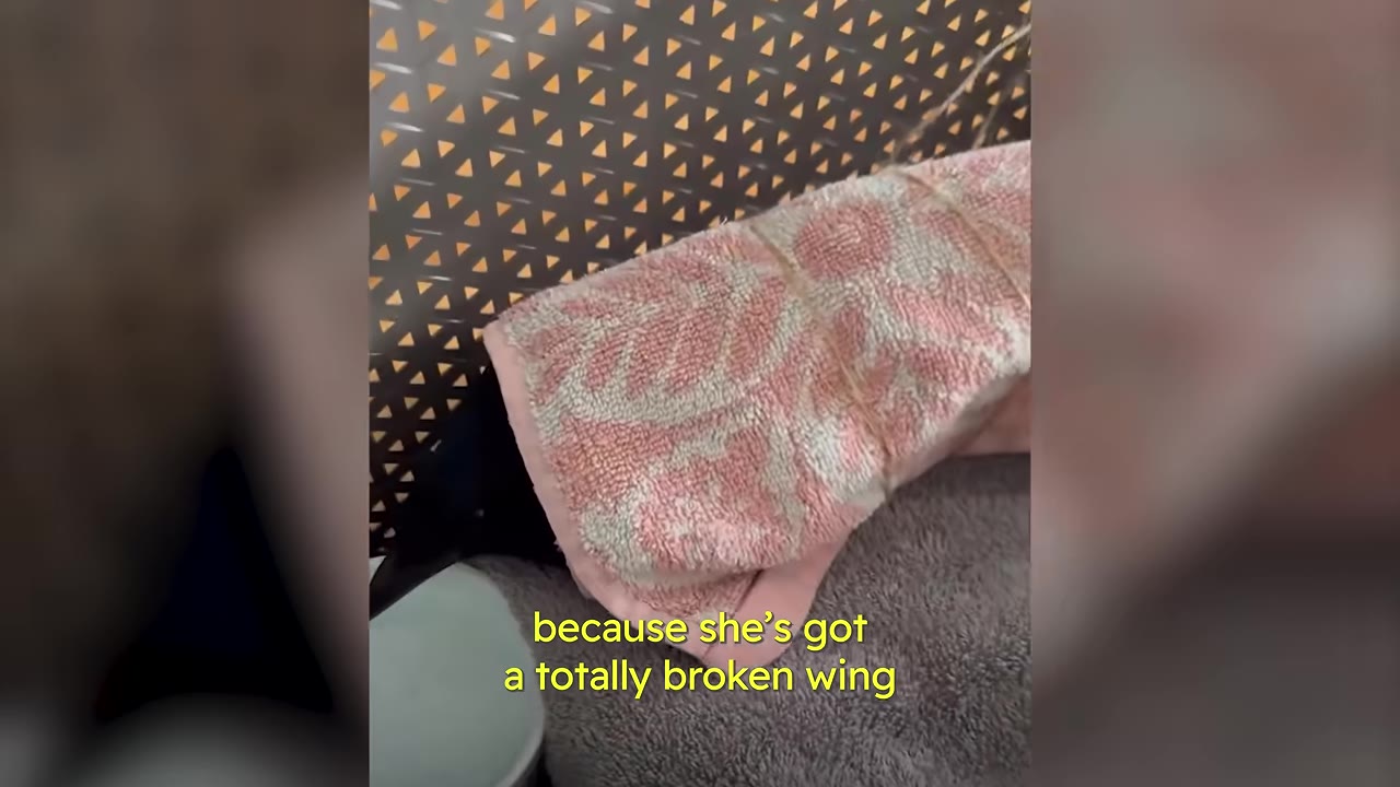 A black bird wrapped in a pink patterned towel, resting on a grey towel with text overlay reading 'because she's got a totally broken wing'.