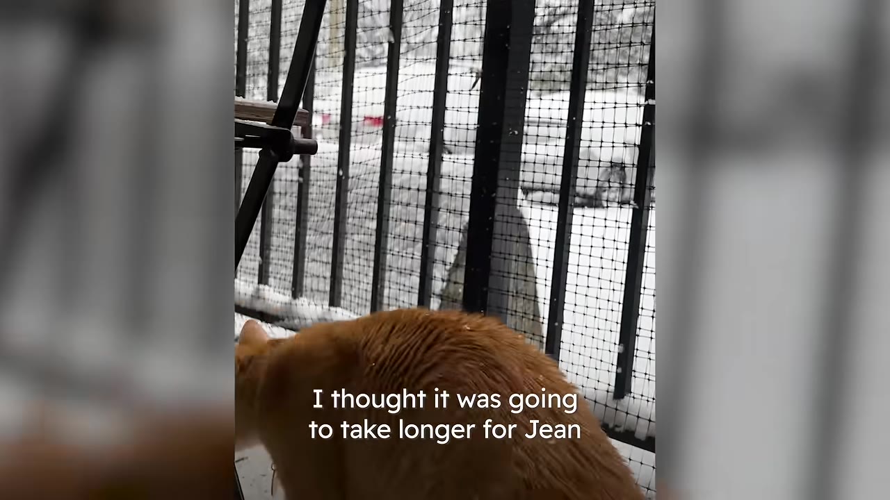 An orange cat looks out from a balcony at a snowy outdoor scene through a safety screen.