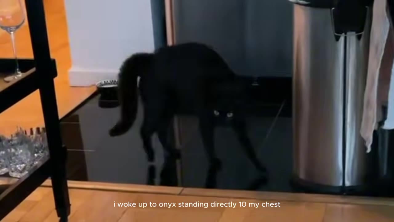 A black cat named Onyx standing on a dark surface, looking directly forward with wide eyes.