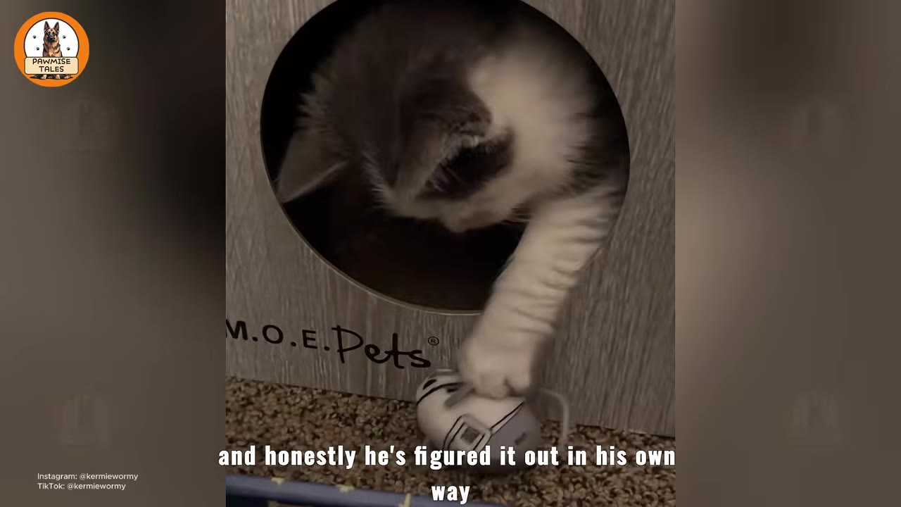 A small grey and white kitten with short legs reaches its paw out of a circular opening in a wooden cat house to touch a small toy on the floor.