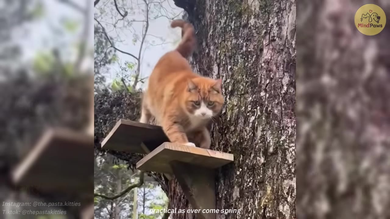 An orange and white cat carefully steps down wooden platforms mounted on the side of a large tree trunk.