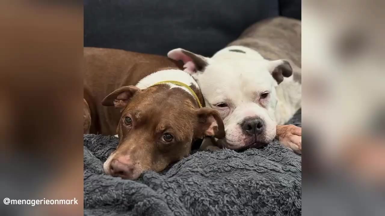 A brown dog and a white dog lying close together on a grey textured blanket.