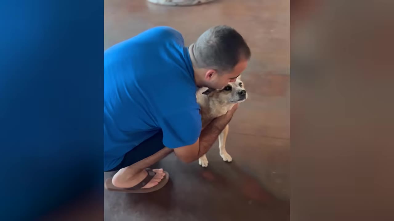 A man in a blue shirt crouches down to hug and kiss a small tan dog on the head.