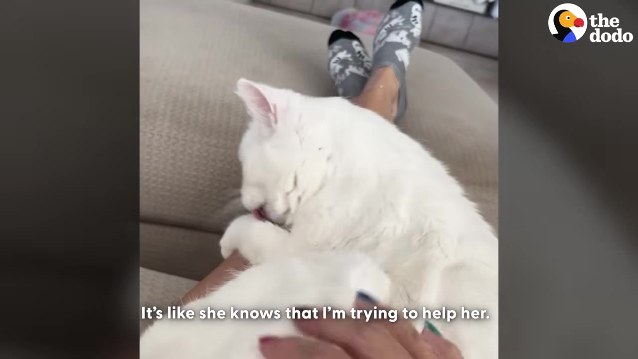 A fluffy white cat lies on a person's lap, gently licking their leg in an affectionate moment.