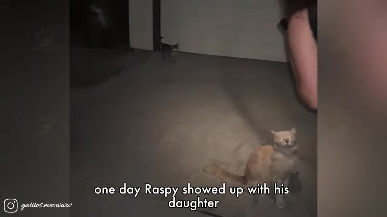 A light-colored cat sits in a driveway at night looking up, while a small tabby kitten stands in the background near a closed garage door.
