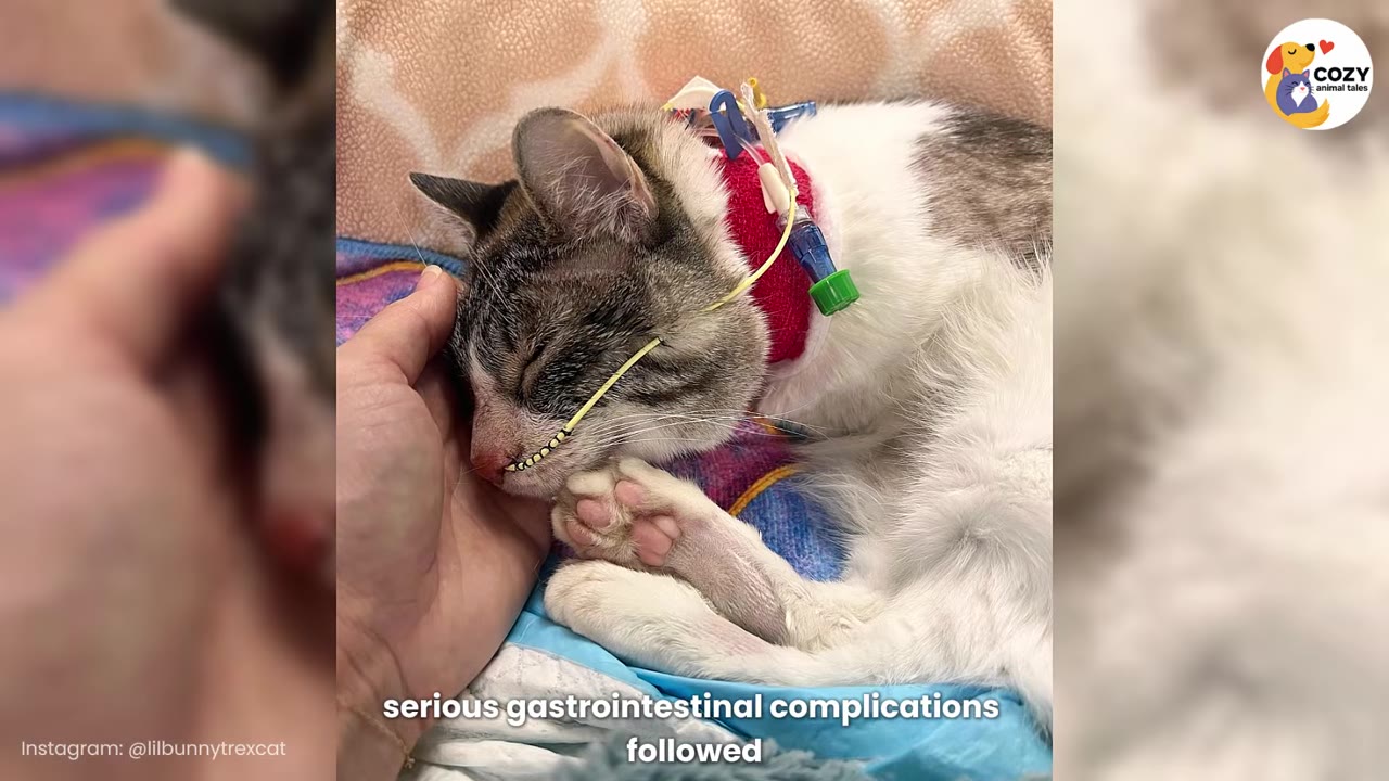 A sick tabby and white cat lies on a colorful blanket with a medical tube inserted in its nose and an IV catheter wrapped in red bandage around its neck, while a human hand gently cradles its head.