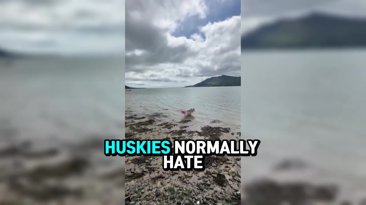 A husky dog wading in the shallow water of a calm ocean bay with mountains in the background under a cloudy sky.
