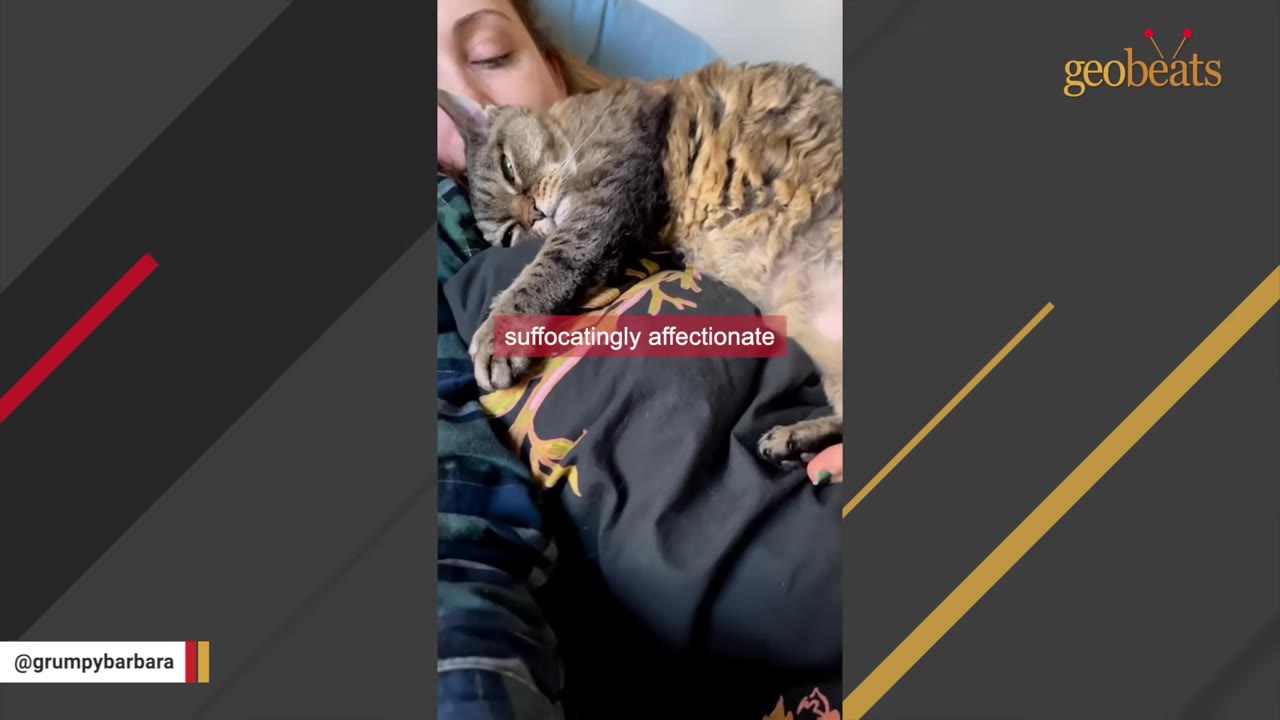 A tabby cat lies contentedly on a person's chest, snuggling close with its eyes half-closed.