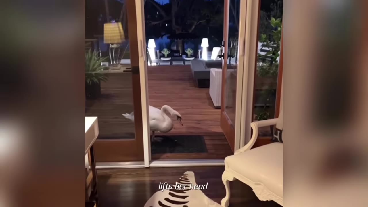 A white swan walks through an open sliding glass door from an outdoor wooden deck into a house at dusk.