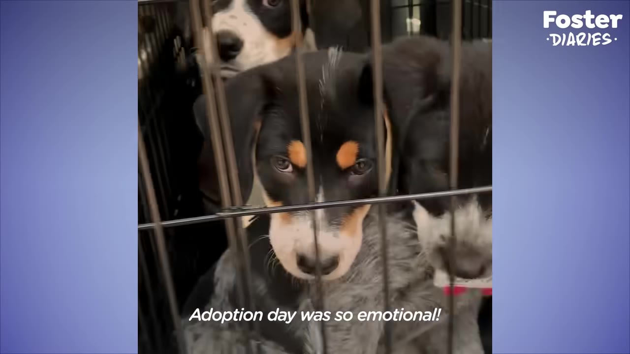 A close-up shot of puppies inside a wire crate, looking out with expressive eyes, with text overlay reading 'Adoption day was so emotional!'