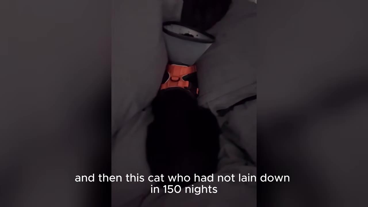 A black cat wearing an orange harness and a protective cone sits upright in a dark corner between cushions.