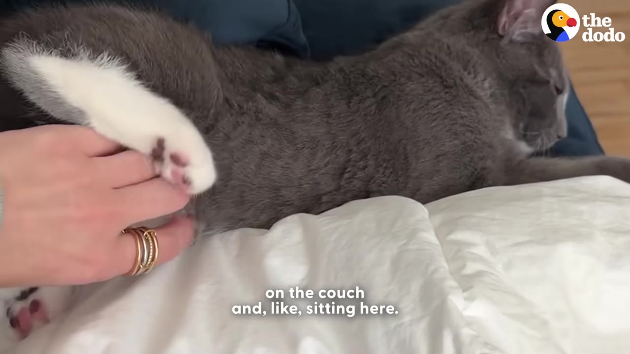 A grey cat with white paws lies on a white blanket while a person's hand gently pets its side.