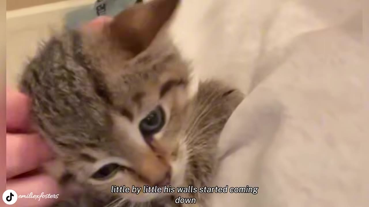 A close-up of a small tabby kitten being gently petted on the head while lying on a white blanket.