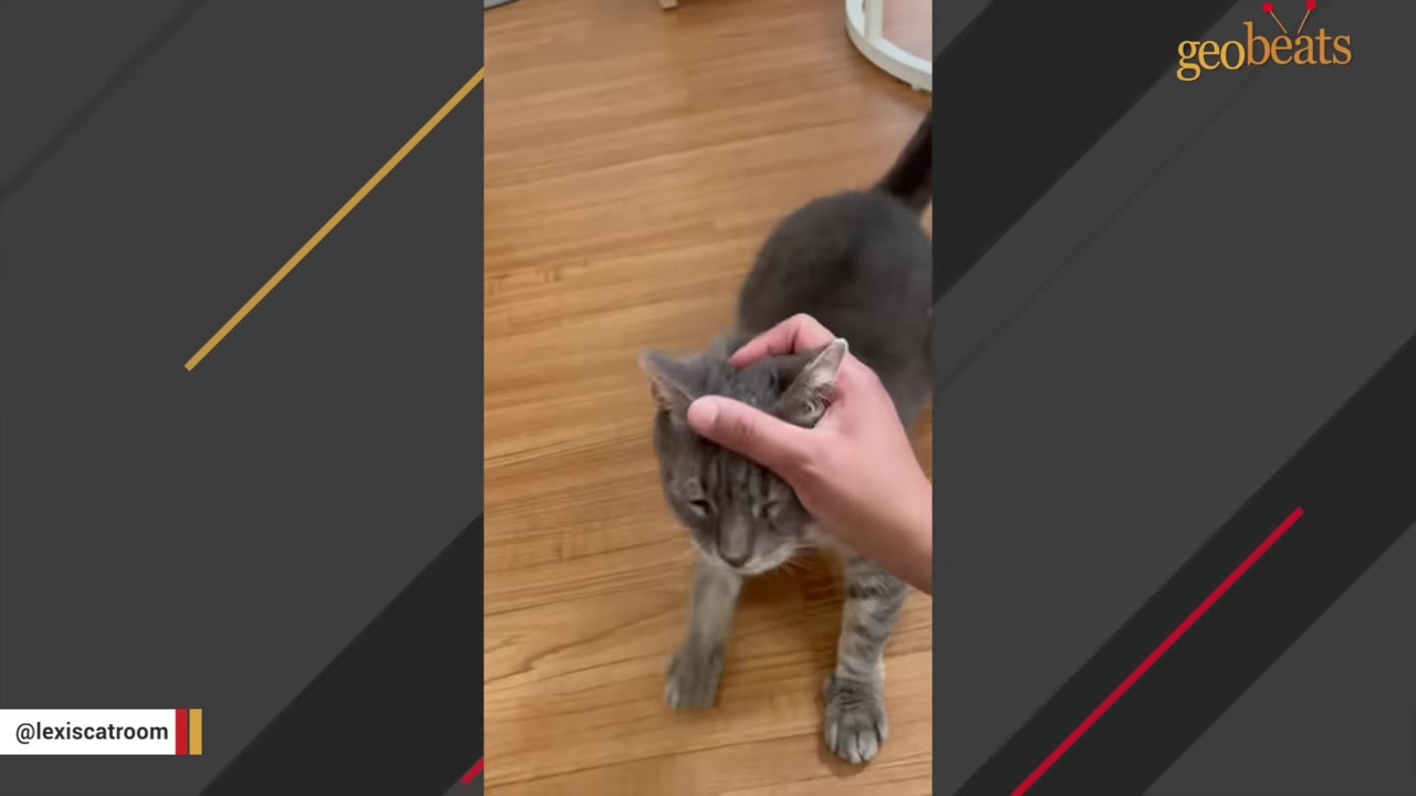 A hand gently pets the head of a grey tabby cat standing on a wooden floor.